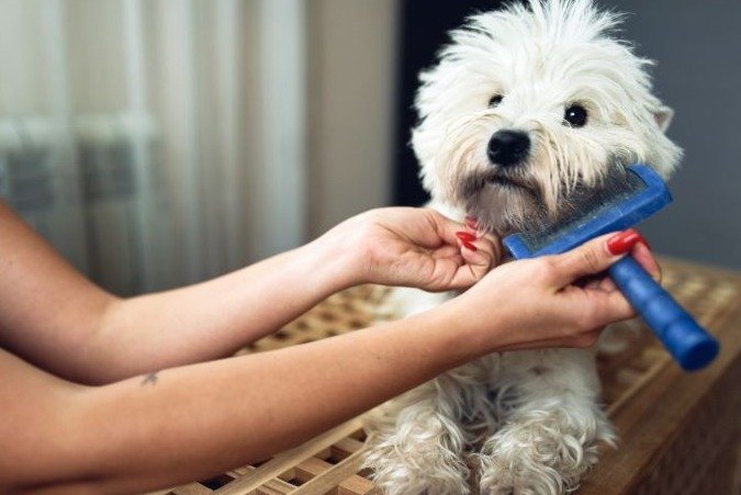Utilizzo del cardatore su un cane a pelo lungo per eliminare i nodi