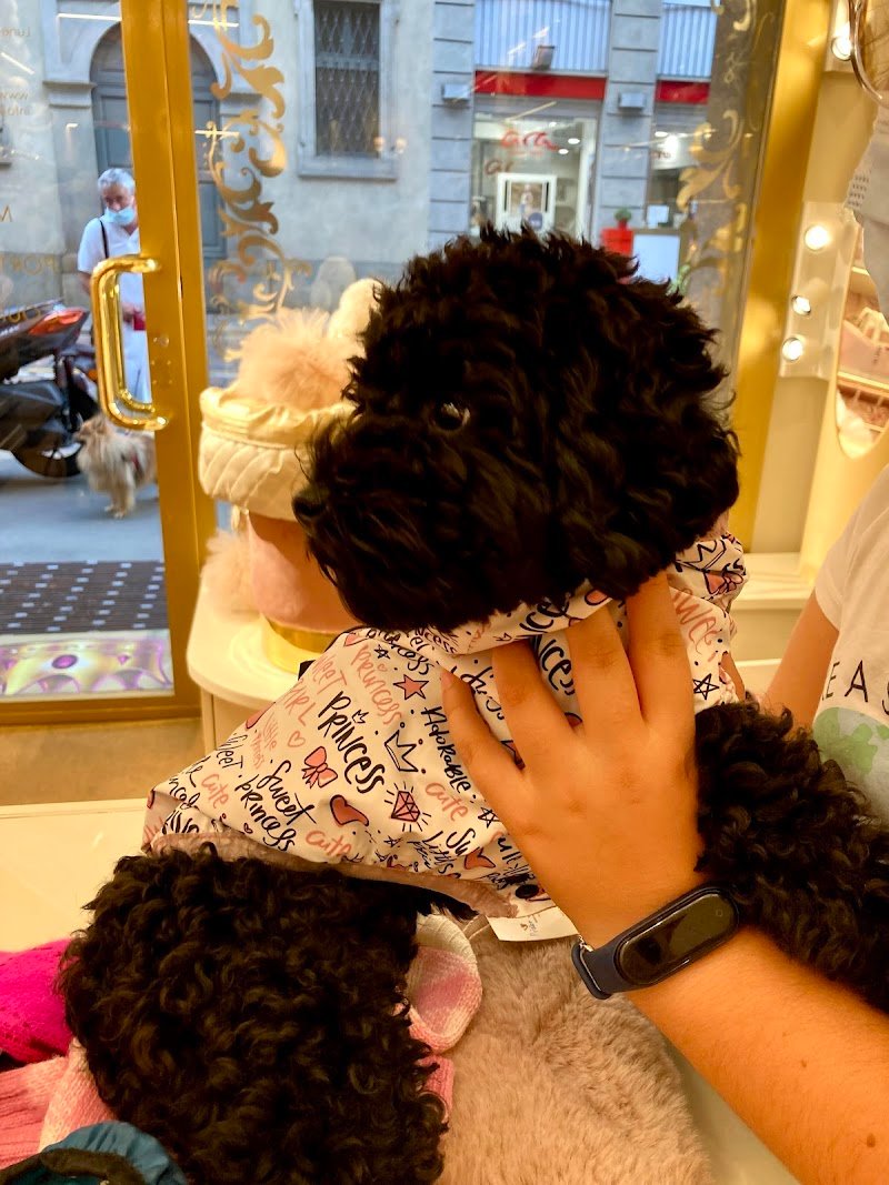 Frequenza Toelettatura Razze Cane: Guida Completa 