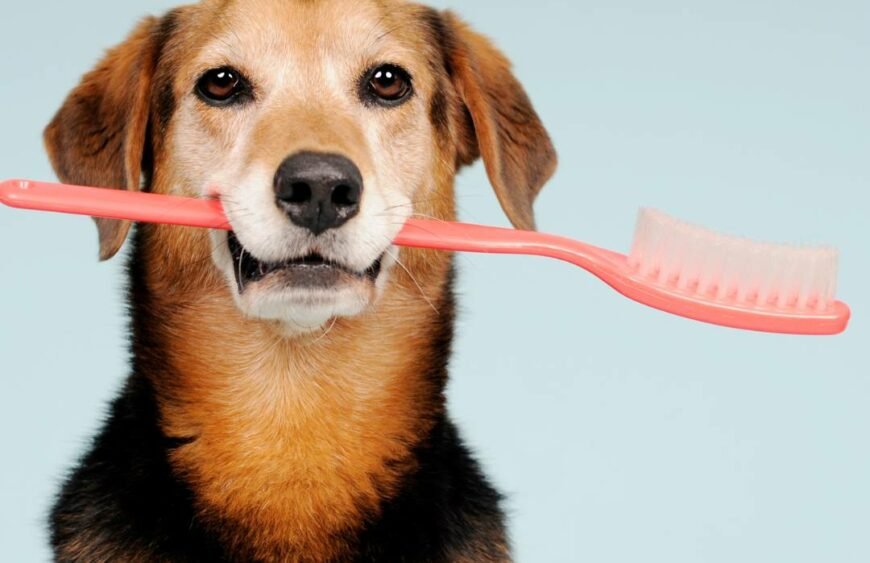Pulizia Denti Cane Toelettatura: Guida Completa