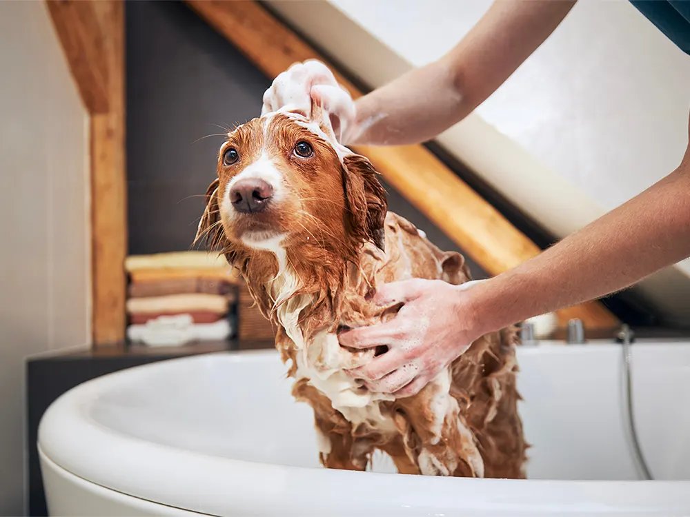 Migliori shampoo toelettatura cani