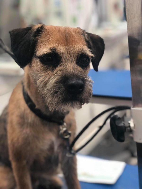 Toelettatura cane anziano: cura di pelle e articolazioni