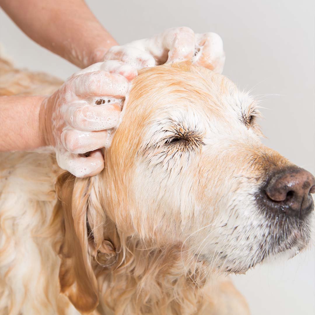 Toelettatura fai da te vs professionista: pro, contro e costi