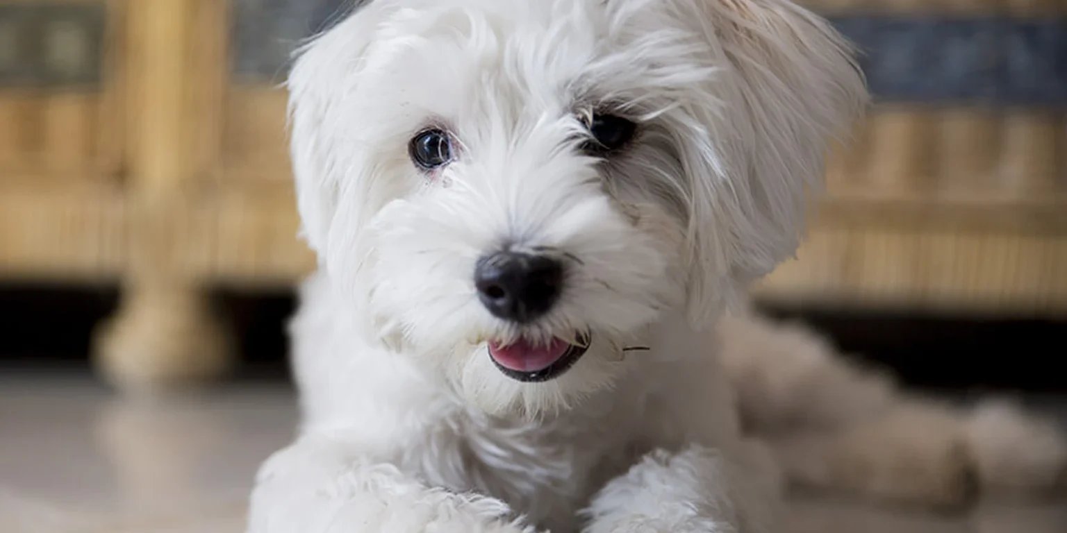 Toelettatura Maltese: Cura Perfetta del Pelo