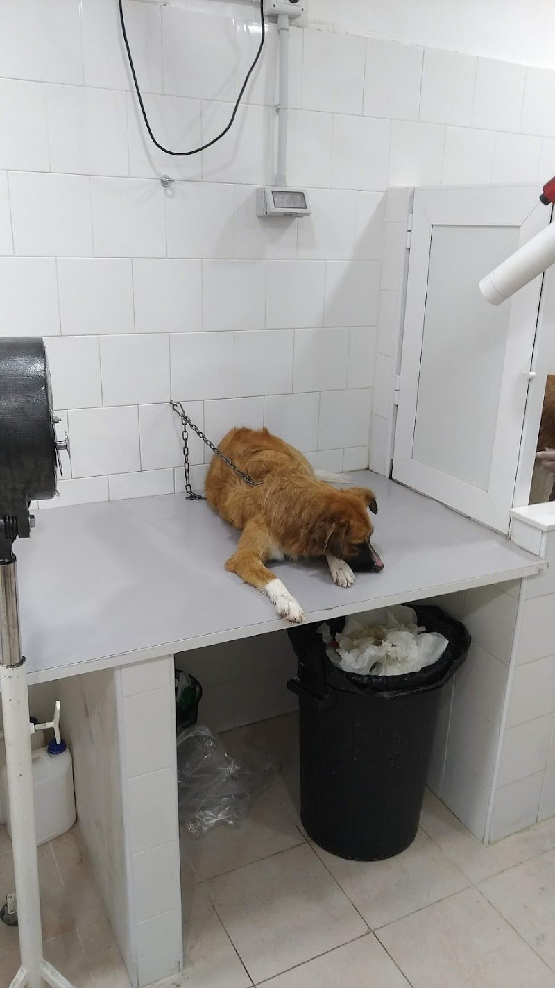 007Bau Toelettatura e Pet Shop - Foto 2