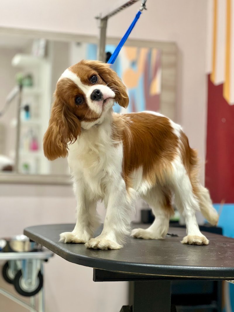 2M Grooming Saloon - Foto 2