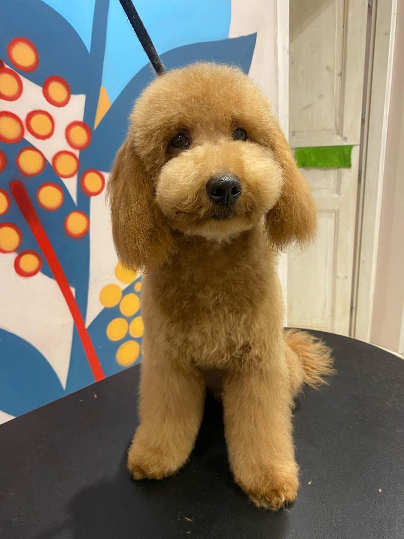 2M Grooming Saloon - Foto 6