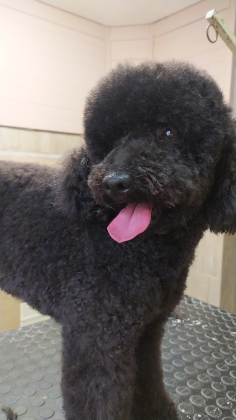 4 Zampe Di Paolini Gionata - Foto 3