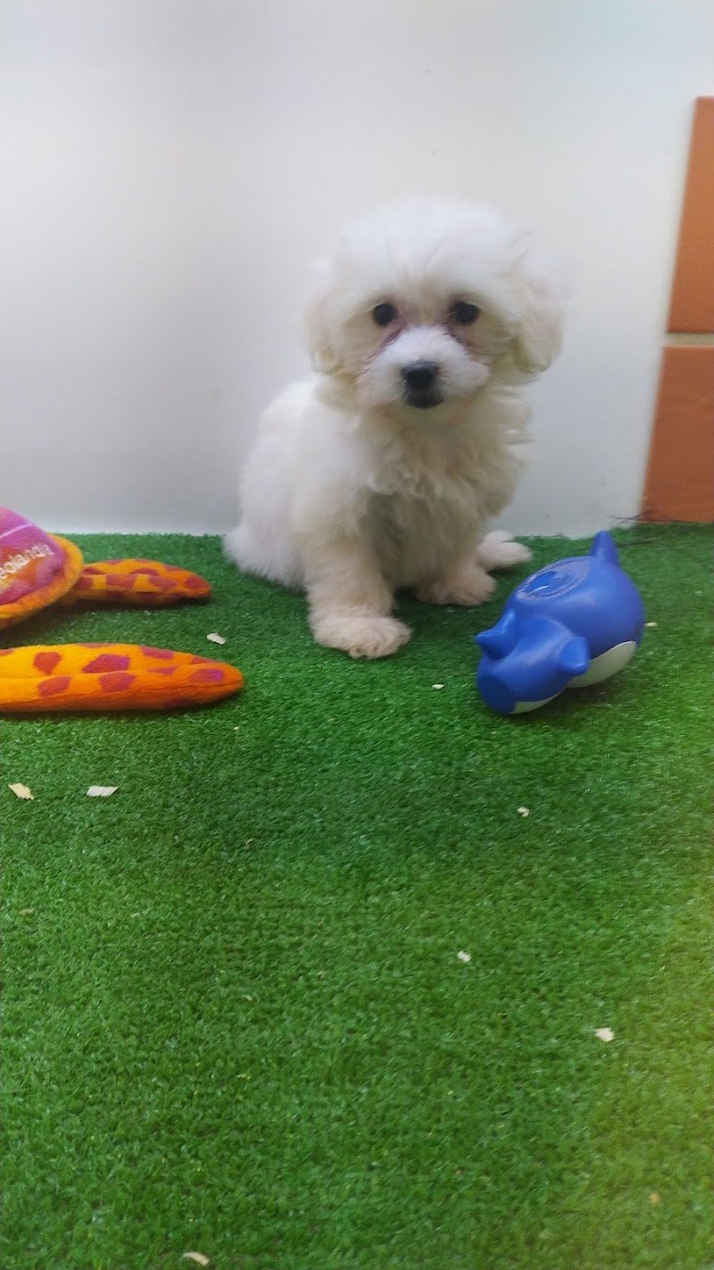 4 Zampe Di Paolini Gionata - Foto 4