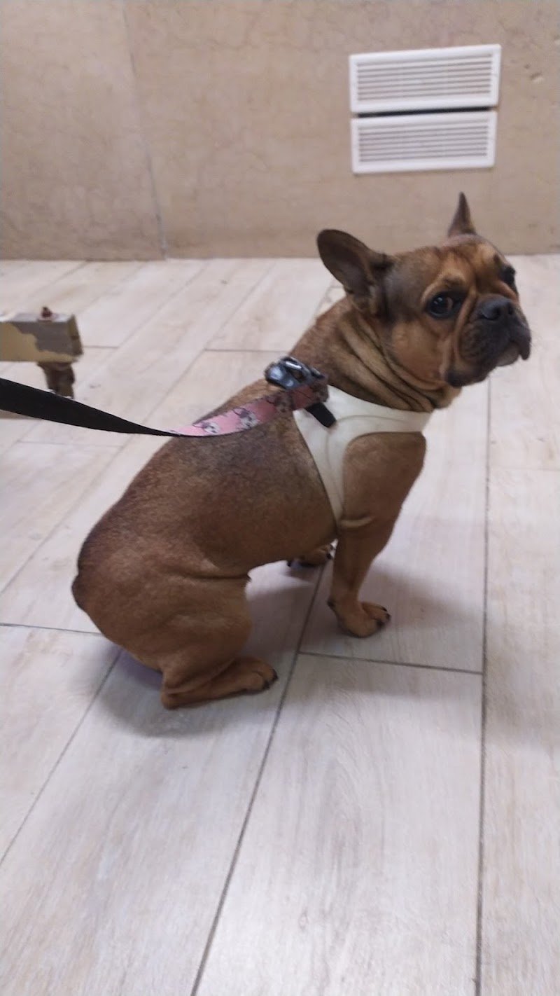 4 Zampe Di Paolini Gionata - Foto 5