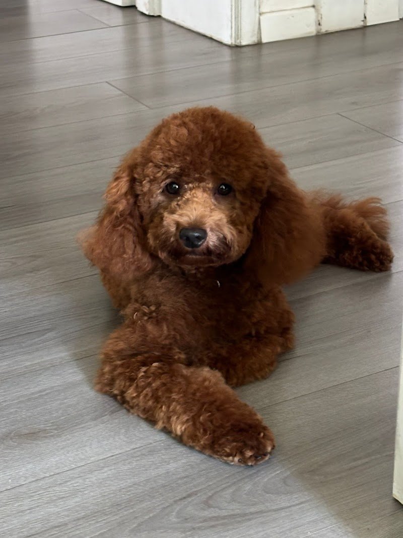 4 Zampe Di Paolini Gionata - Foto 6