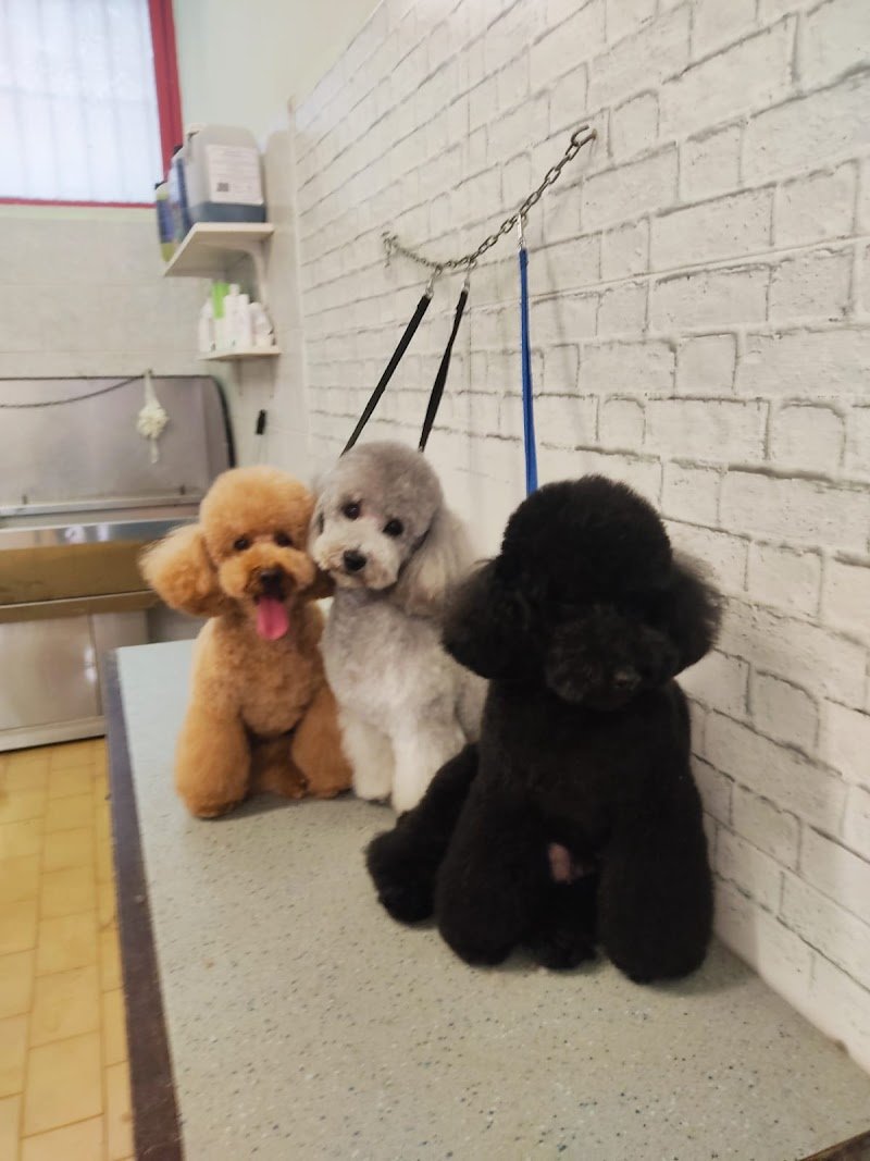 4 Zampe In Città - Toelettatura Cani e Gatti - Foto 1