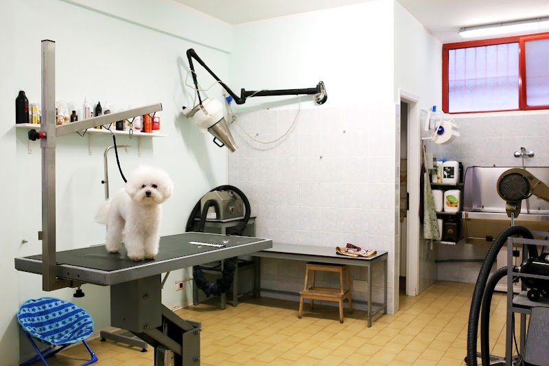 4 Zampe In Città - Toelettatura Cani e Gatti - Foto 2