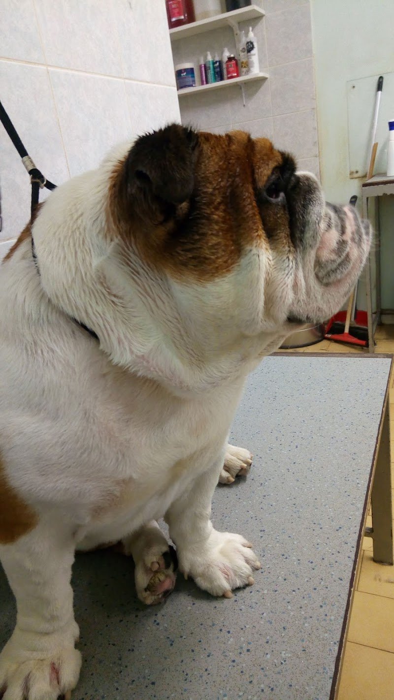 4 Zampe In Città - Toelettatura Cani e Gatti - Foto 4