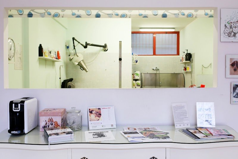 4 Zampe In Città - Toelettatura Cani e Gatti - Foto 5