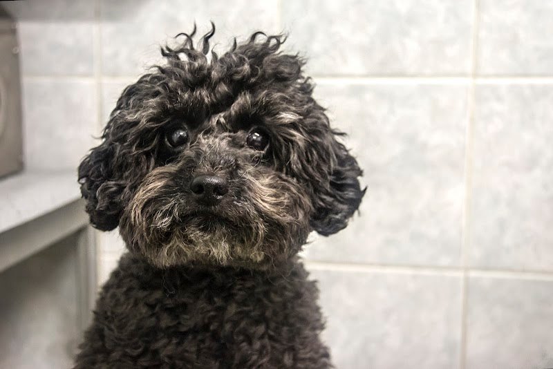 4 Zampe In Città - Toelettatura Cani e Gatti - Foto 6