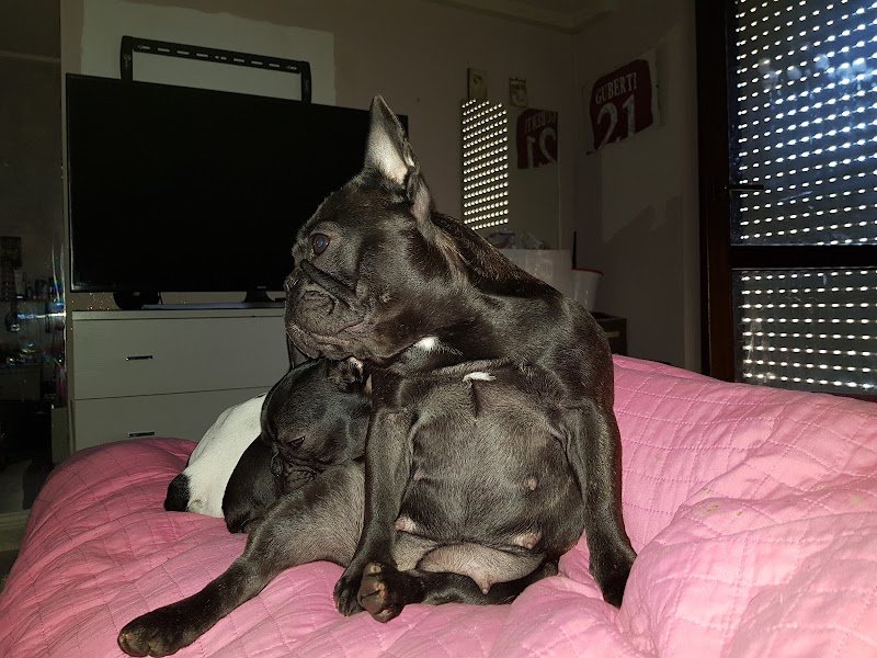 4 Zampette di Barbara Cadelano - Foto 2