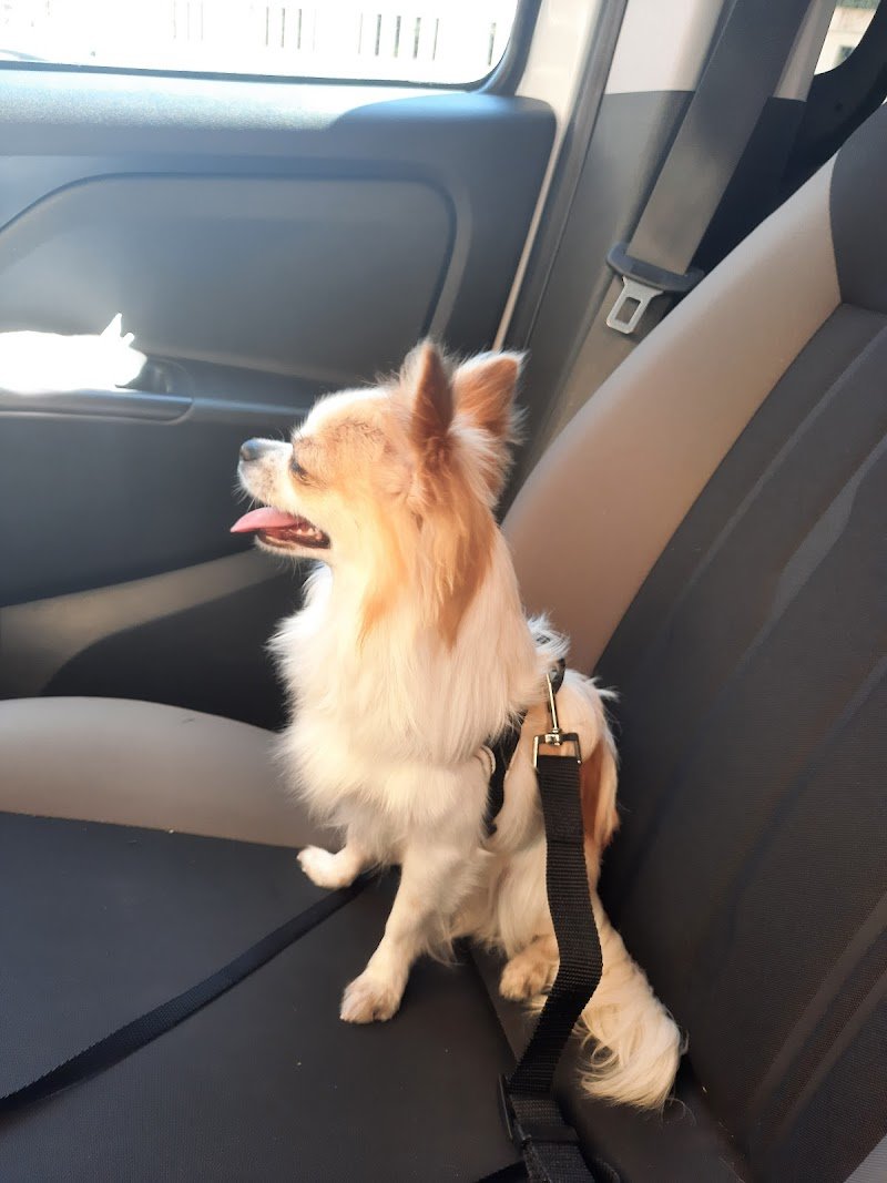 4 Zampette di Barbara Cadelano - Foto 3