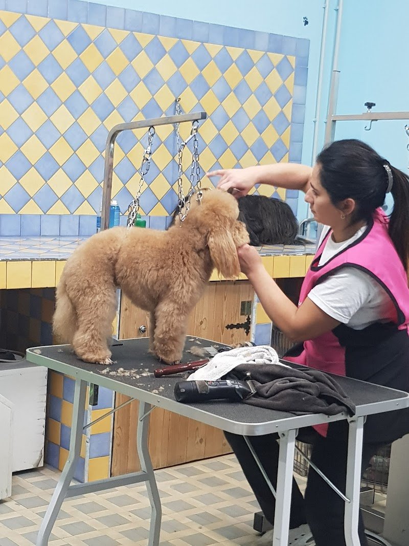 4 Zampette di Barbara Cadelano - Foto 4