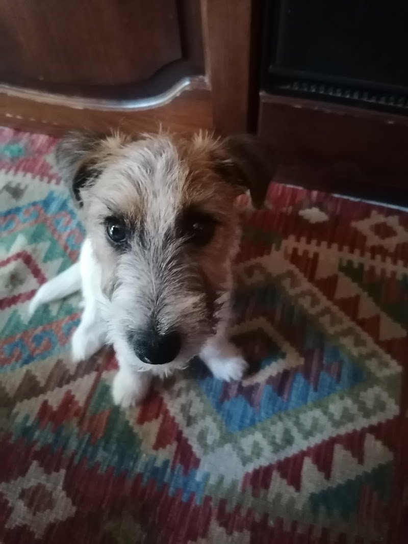 4 Zampette di Barbara Cadelano - Foto 5