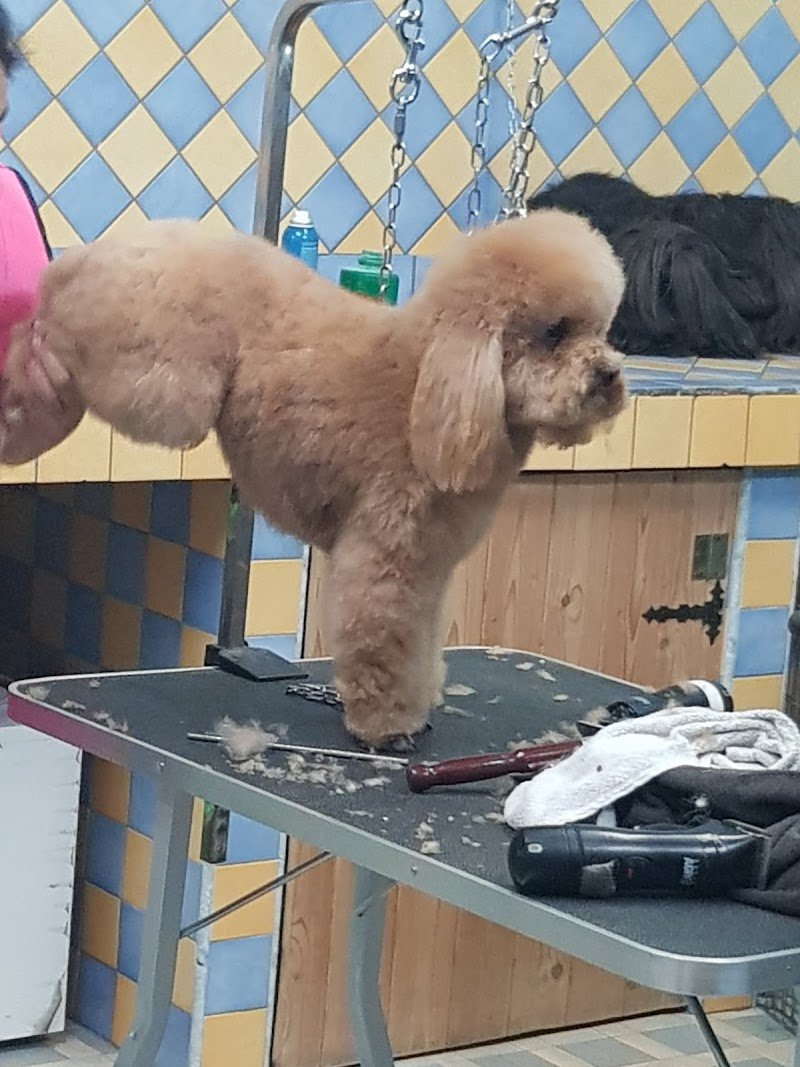 4 Zampette di Barbara Cadelano - Foto 6