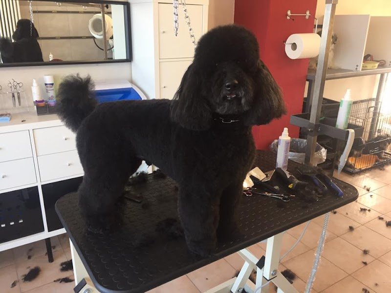 A Tutto Pelo - Foto 1