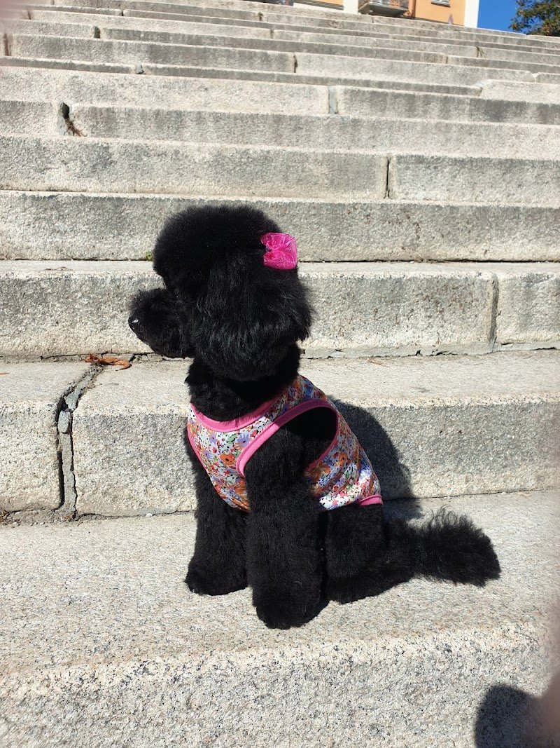 A Tutto Pelo - Foto 2