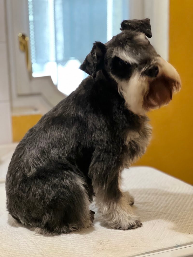 A Tutto Pelo - Foto 3