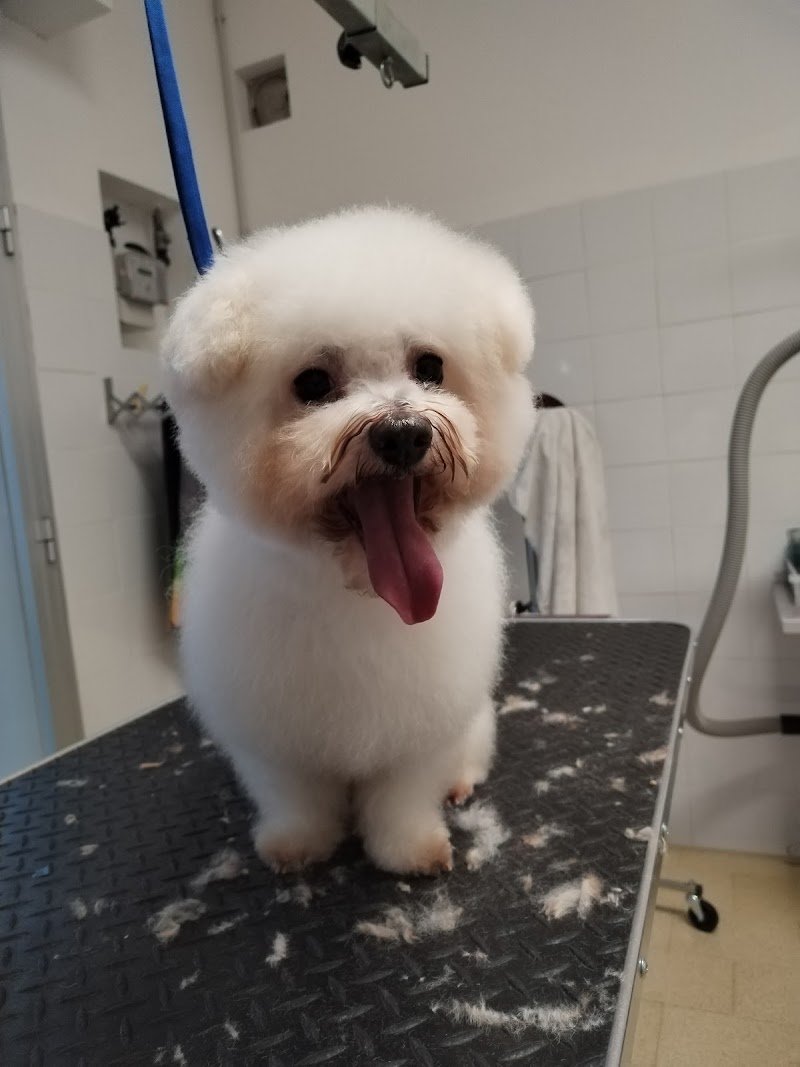 A tutto Pelo - Toelettatura - Foto 1