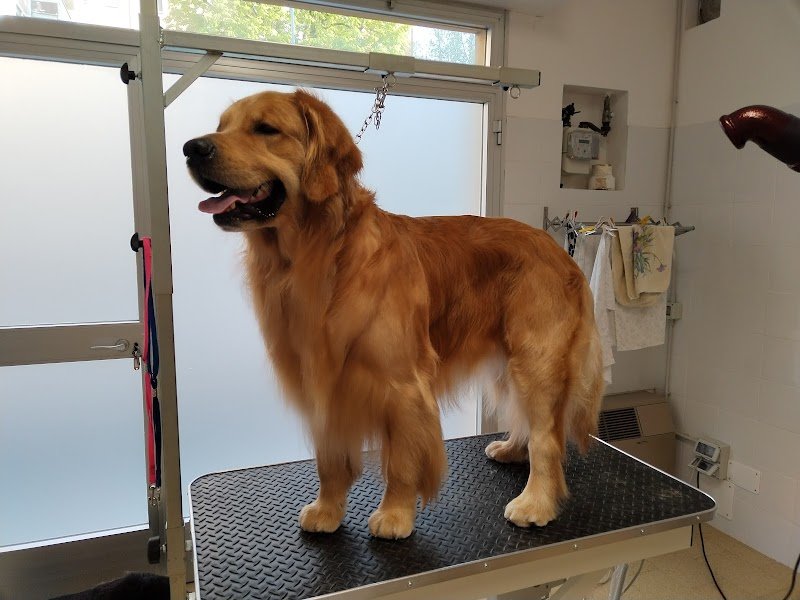 A tutto Pelo - Toelettatura - Foto 3