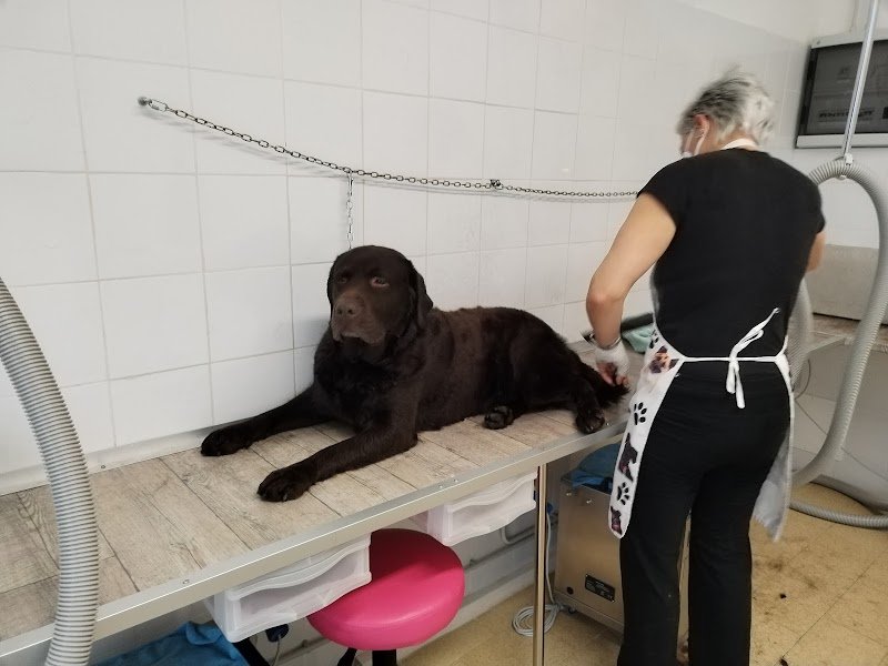 A tutto Pelo - Toelettatura - Foto 4