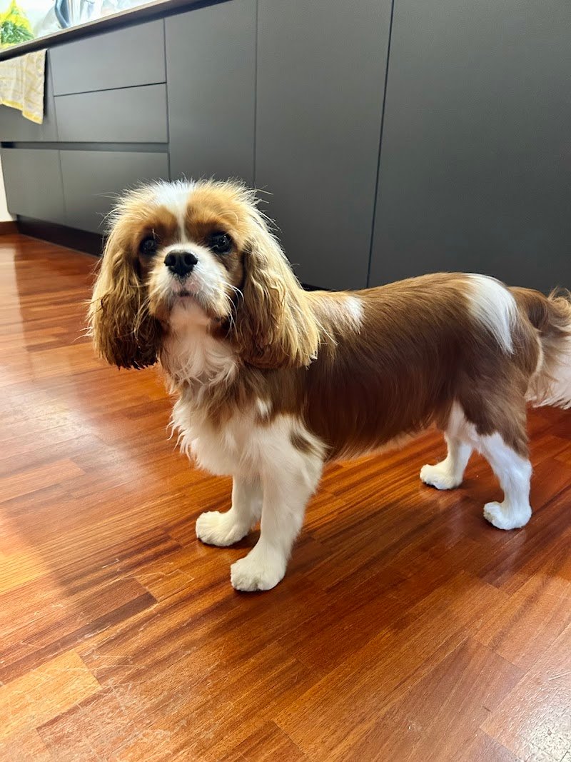 A tutto Pelo - Toelettatura - Foto 5