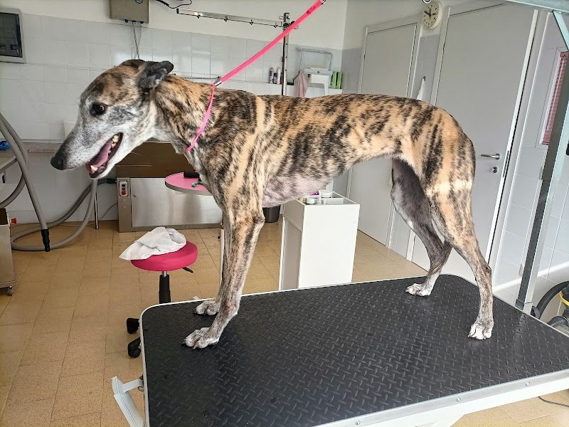 A tutto Pelo - Toelettatura - Foto 6