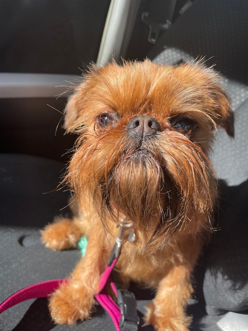 A.A.D.A. La Zampa - Foto 2