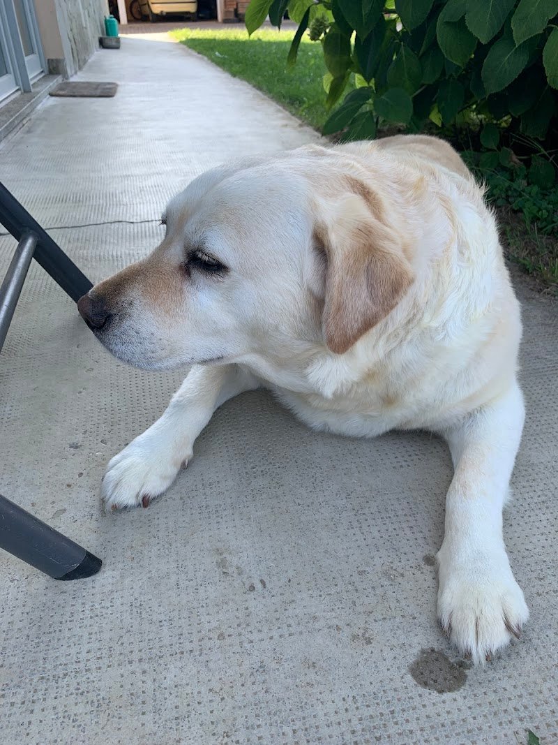 A.A.D.A. La Zampa - Foto 4