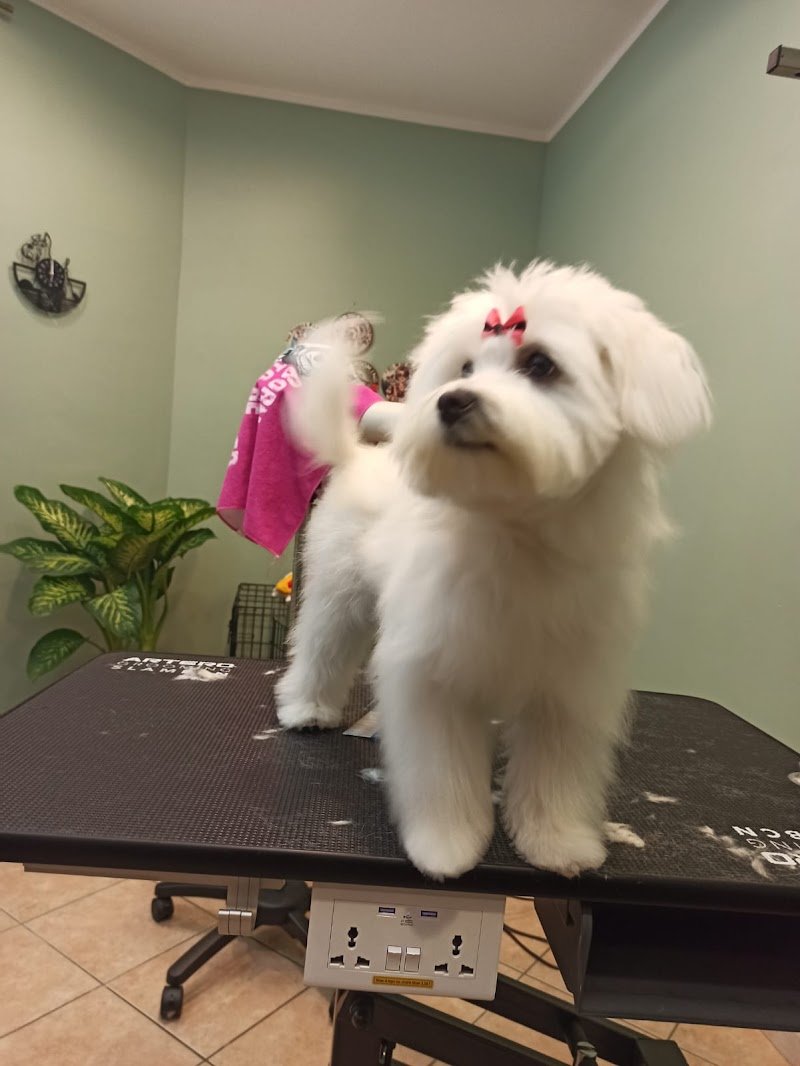 abracadabra_grooming - Foto 3