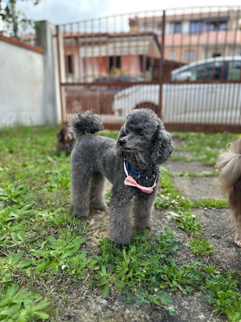 abracadabra_grooming - Foto 4