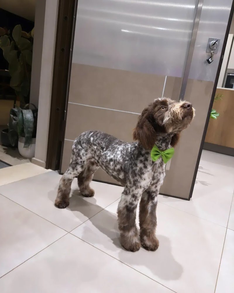 abracadabra_grooming - Foto 5