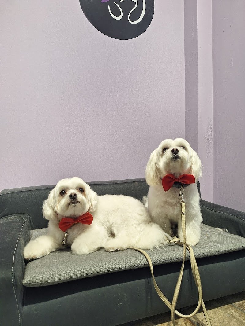 Abracadabrador - Foto 3