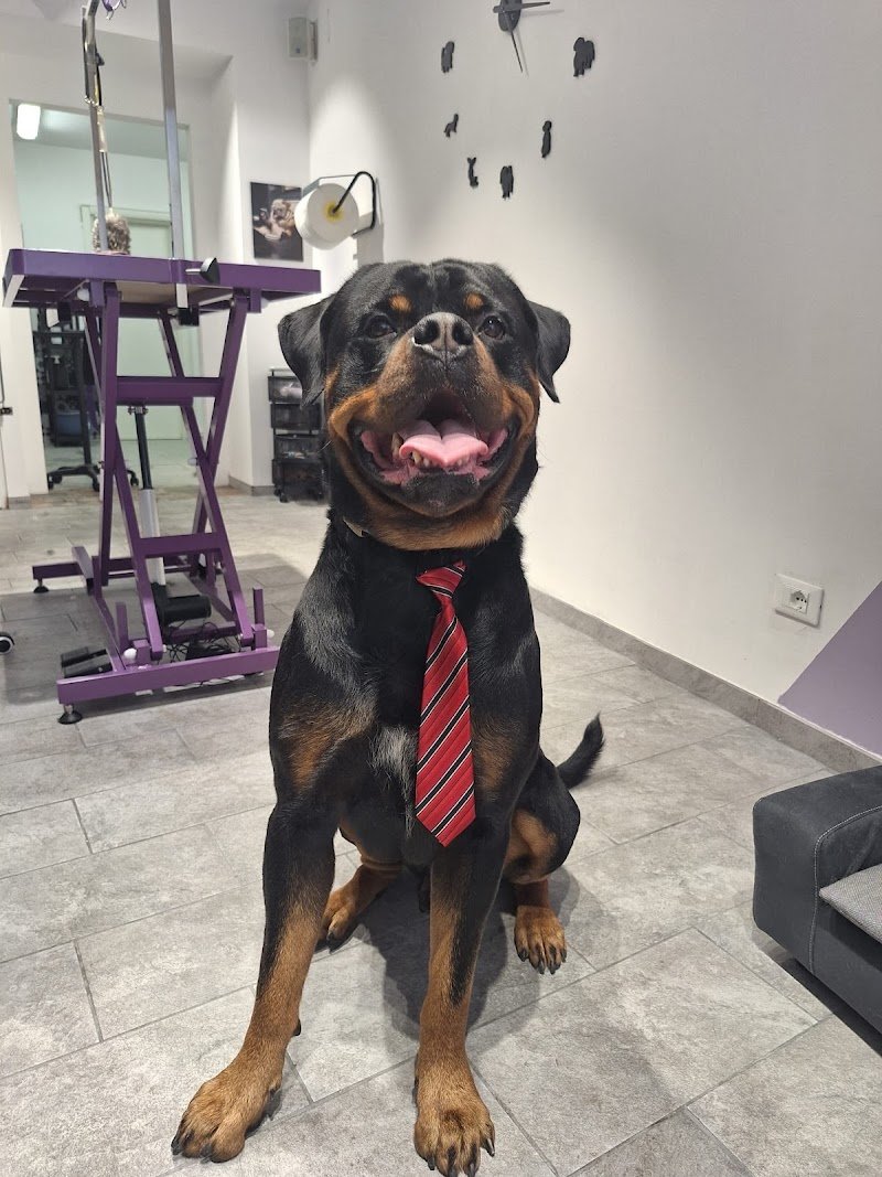 Abracadabrador - Foto 5