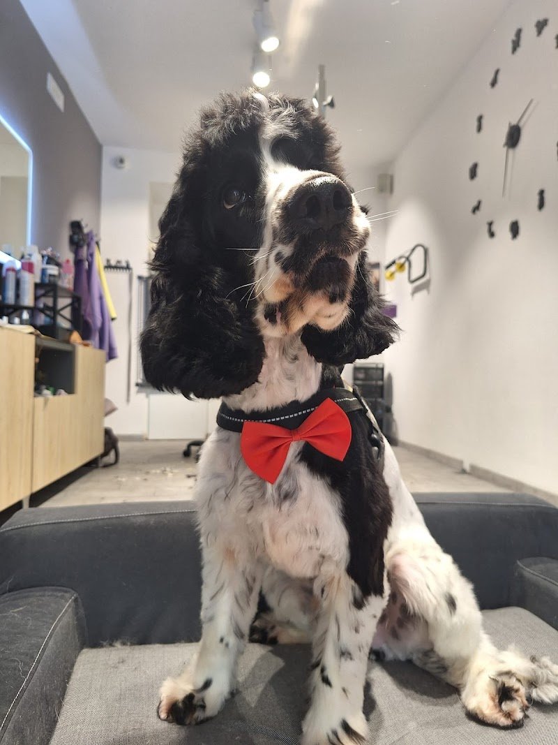 Abracadabrador - Foto 6