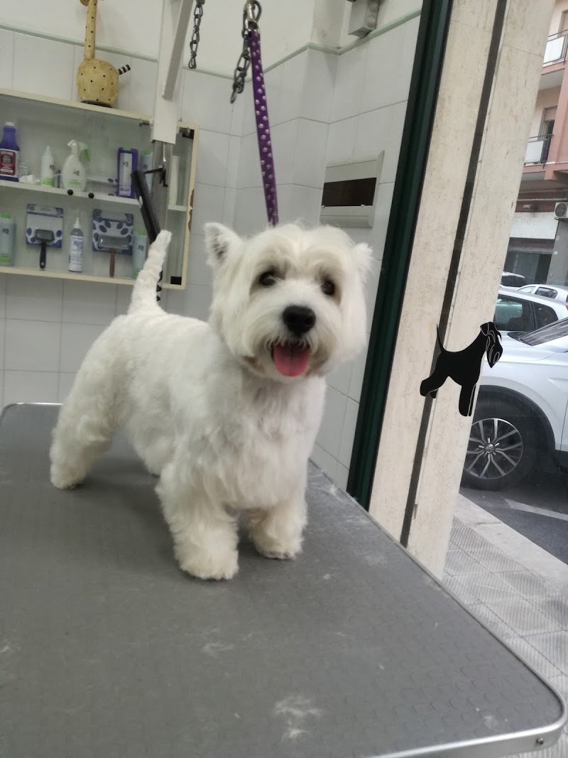 Acqua E Sapone Di Messina Giulio - Foto 2