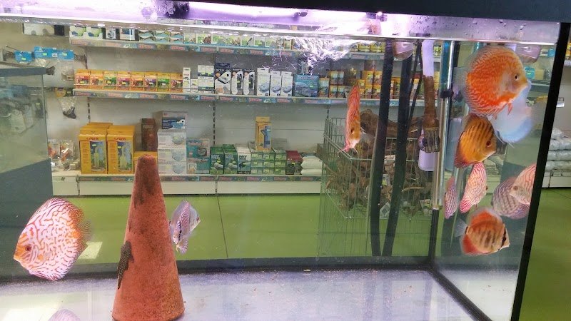 Acqua Zoo Di Sandro Saba Snc - Foto 1