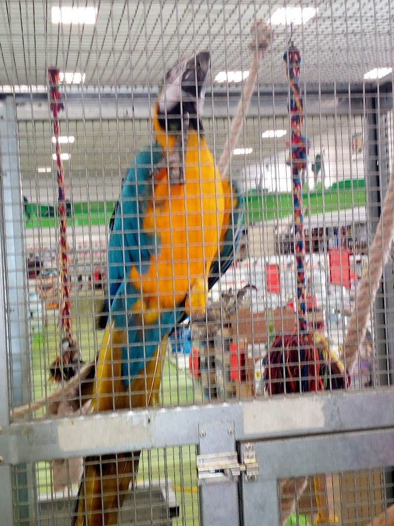 Acqua Zoo Di Sandro Saba Snc - Foto 3