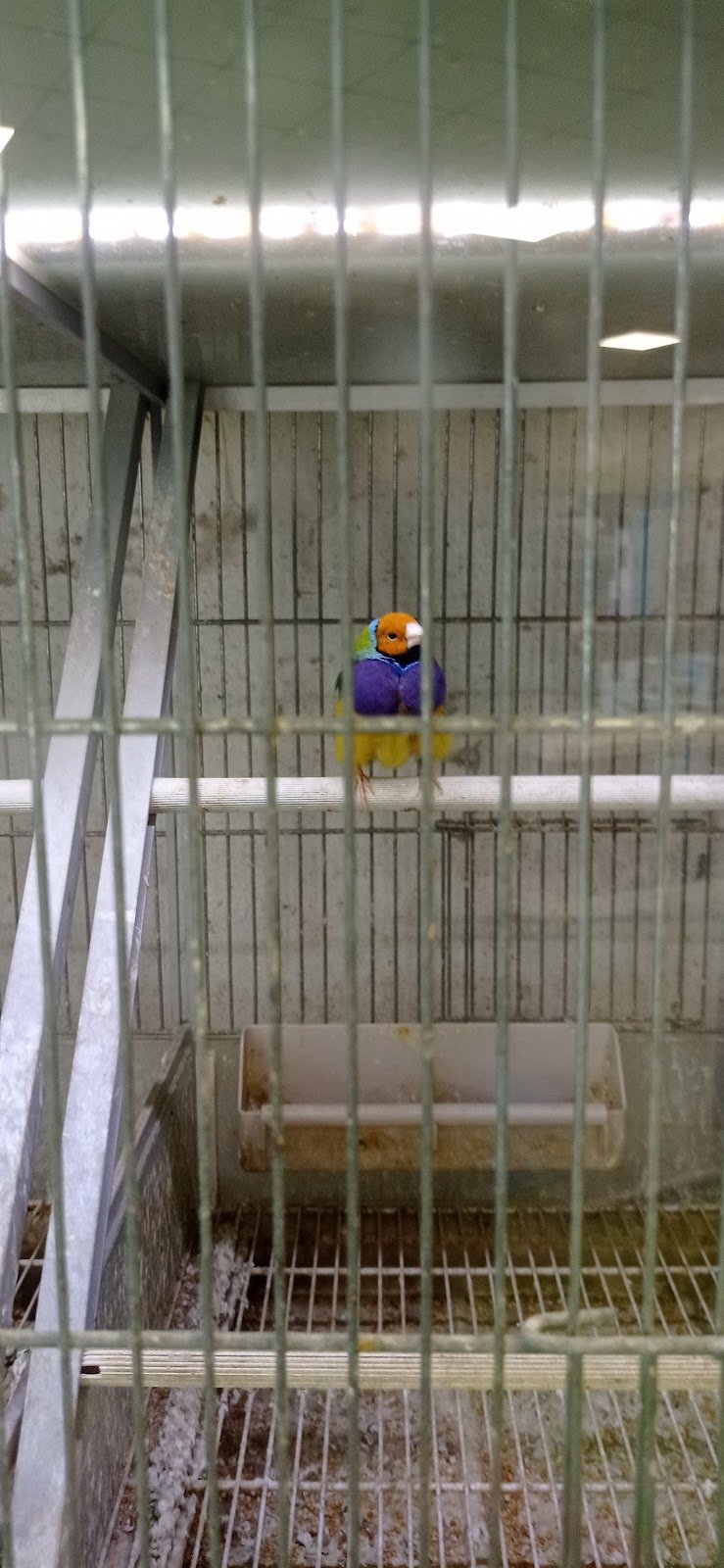 Acqua Zoo Di Sandro Saba Snc - Foto 4