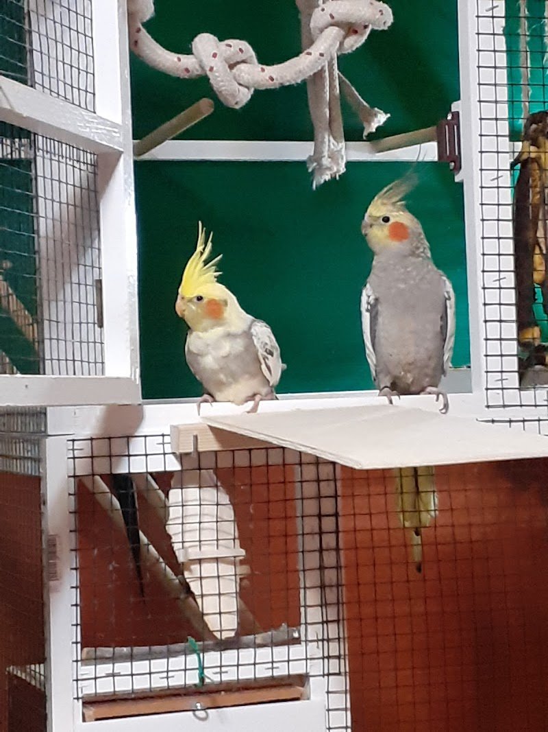 Acqua Zoo Di Sandro Saba Snc - Foto 6