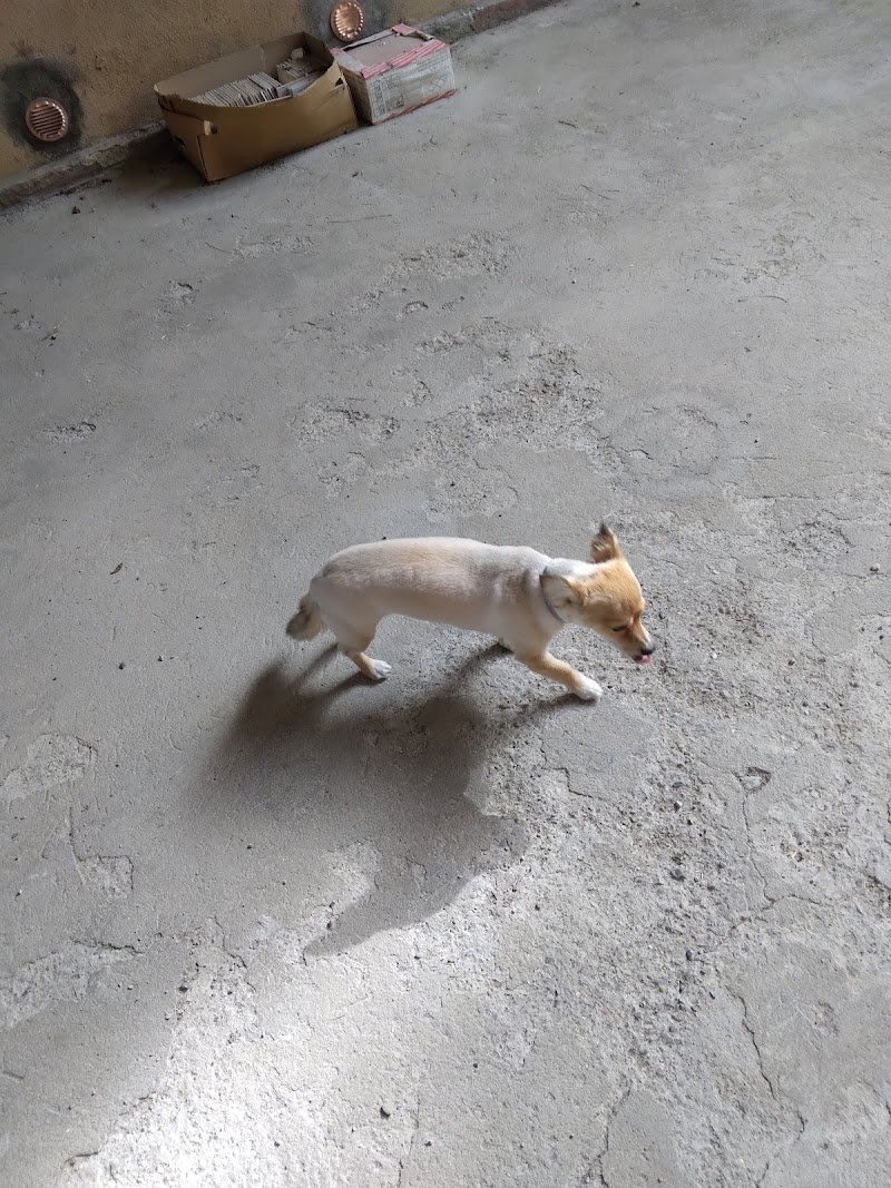 Acquariomania Orvieto Scalo - Foto 4