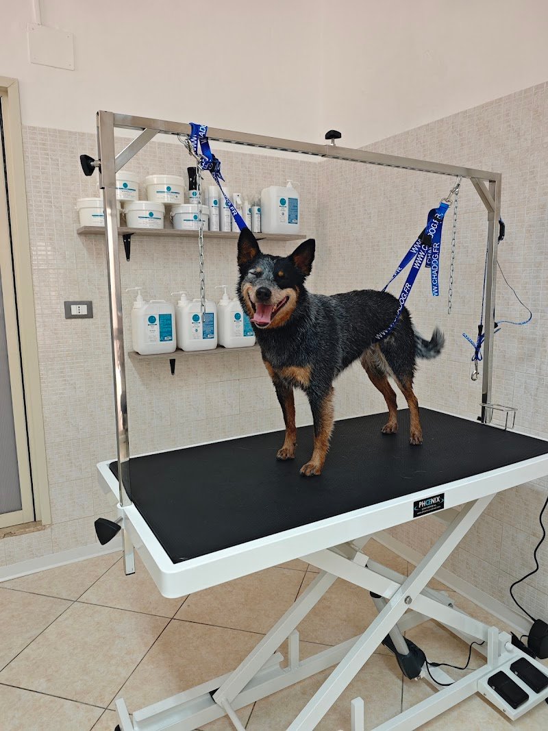 AG PET GROOMING & SPA - Foto 4