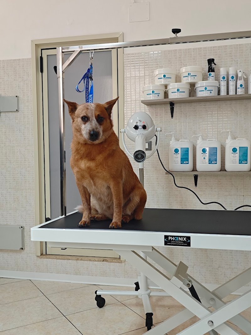 AG PET GROOMING & SPA - Foto 6