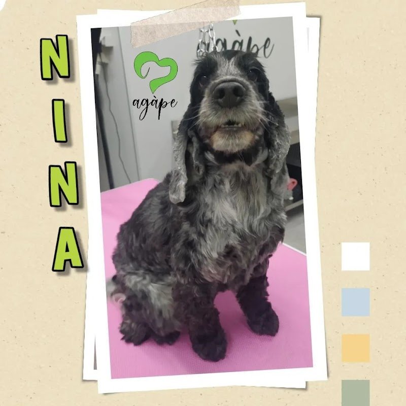 Agàpe Toelettatura - Foto 1