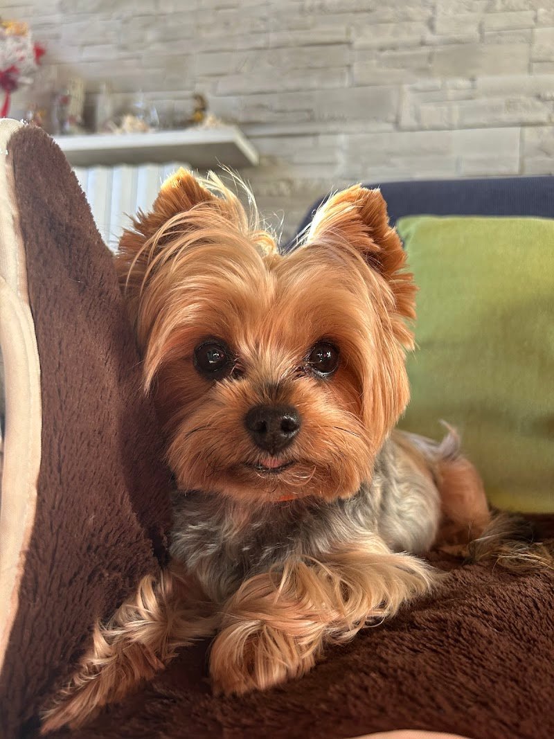 Agàpe Toelettatura - Foto 5